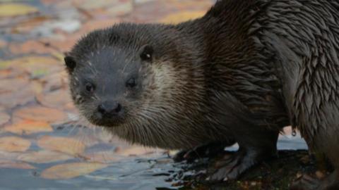 A close up picture of a wet otter standing on a log surrounded in water with orange leaves floating on the surface.