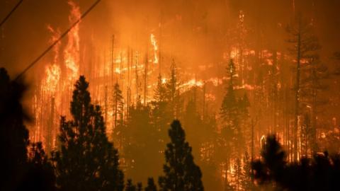 Trees on fire in Meyers, California