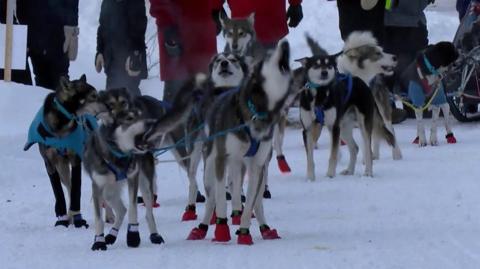 Sled dogs