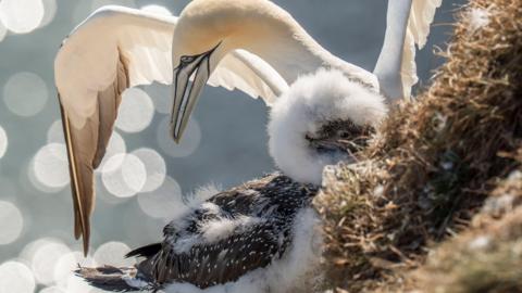 A white sea bird with a pointed grey beak spreads its wings as it stands beside a white and black fluffy chick in a nest in bright sunlight. The background is out of focus with camera lens effects creating white circles of light.