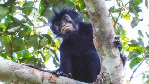 The image shows a newly discovered species of monkey looking down towards the camera from the branch of a leafy tree, in the forests of the Democratic Republic of Congo. The monkey has black fur and a black face with particularly striking pinkish-orange lips.