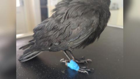 The body and tail of a jackdaw standing on a vet's examination table, with a blue plaster around the claws of its right foot.