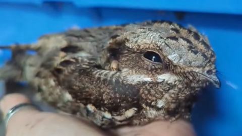 A close up view of a nightjar resting in a woman's hand in front of a blue plastic crate. The bird has brown, grey, beige and white plumage, a small beak and its right eye is closing slightly.