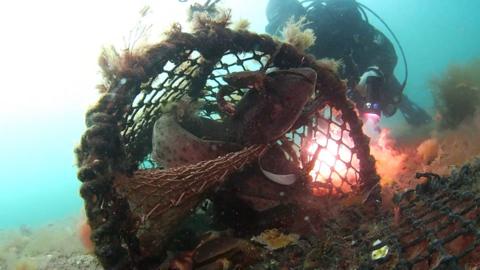 An underwater image of a crab pot. There are two small sharks inside. There is a diver behind the crab pot. The sea is blue. 