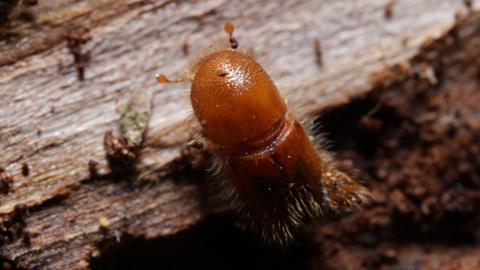 A close up  shot of Ips Typographus, a light brown hairy beetle with three front legs visible one slightly extended out. It is walking along the bark of a logged spruce tree.