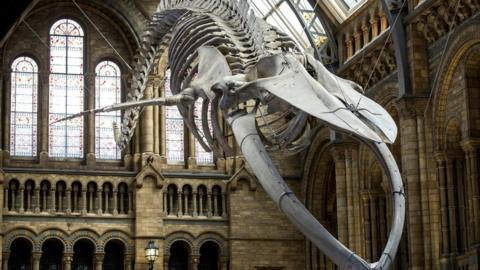 Hope, the Natural History Museum's blue whale skeleton