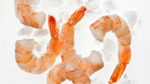 Shrimp on a white background