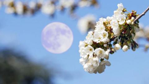 The Flower full moon pictured behind some blossom in France in May 2024.