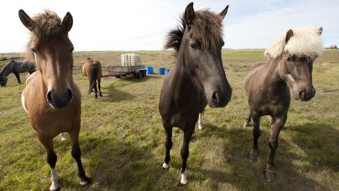 Icelandic horses