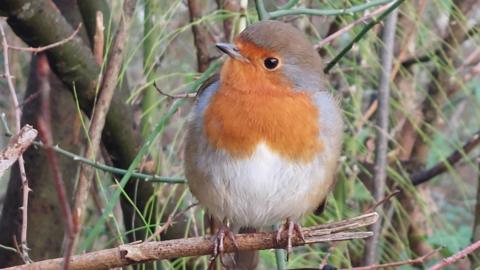 A close up of a robin with a red breast looking off camera. It is sitting on a tree branch with several other branches behind it.