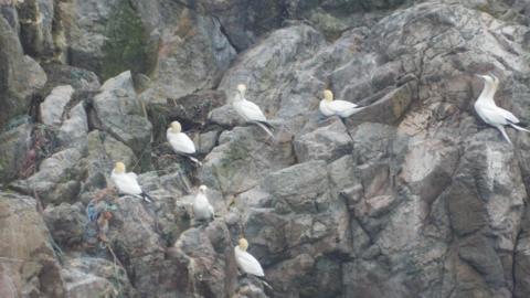 Seven white ganets sit on a sheer rock face in Alderney. They have blue feet.