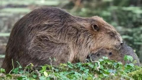 A photo of a mother beaver with its young on the Holnicote Estate in Somerset. 