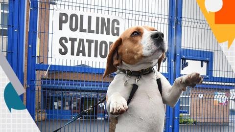 A dog at a polling station