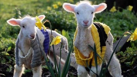 Two lambs in jumpers