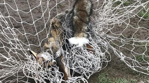 Fox trapped in goal net at Stoke Lodge Playing Fields in Bristol