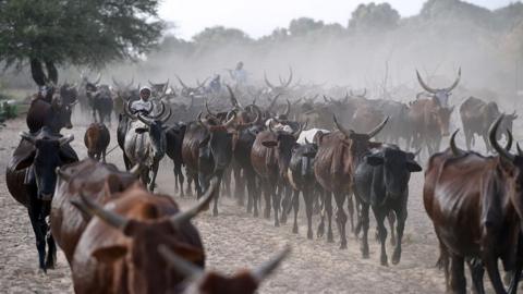 Cows are herded close to the village of Guite in Chad's lake region, north of the capital on 30 March 2015
