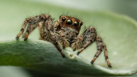 Image of a big spider with many eyes on a leaf