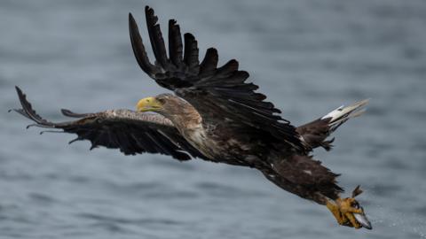 A white-tailed eagle flies up at full stretch above the sea after coming down to catch a fish, which it holds in its talons.