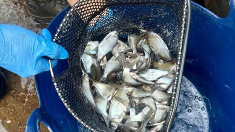 A person wearing sky blue rubber gloves holding net full of fish over an Oxford blue-coloured bucket.