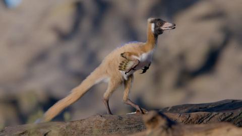 A tiny feathered dinosaur.