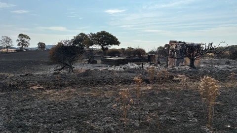 Burned field