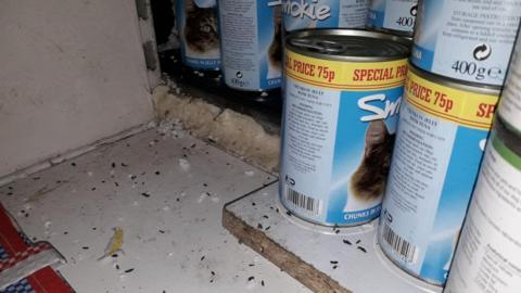 Mice droppings on the floor next to several blue tins of cat food.