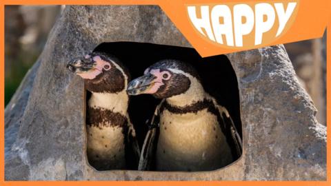 Two penguins and the Happy logo