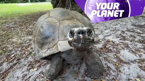 A giant tortoise and the Your Planet logo