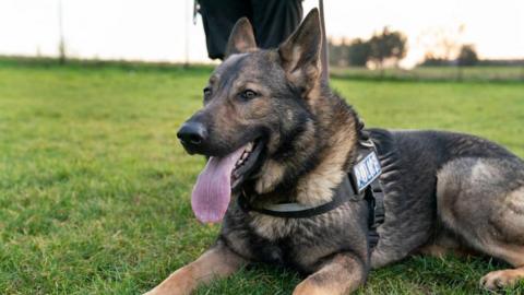 A German Shepherd with his tongue sticking out. He is wearing  a police badge and sat on some grass. 