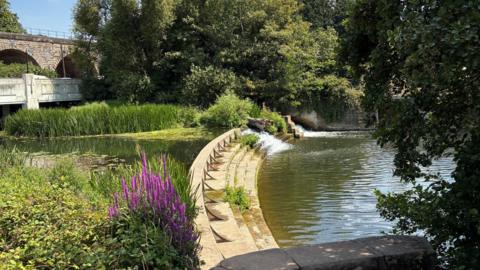 An arched bridge in the back of the photo of the river Leam with a weir in the foreground. A purple Astilbe is flowering in the foreground on the photo and water lilies are in the calm water above the weir. Trees overhang the river.
