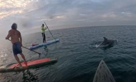 Two male paddleboarders stand on their boards in the sea, there is another paddleboarder out of vision, they are all looking at a dolphin which has emerged from the water, you can see its fin and the water splashing around it