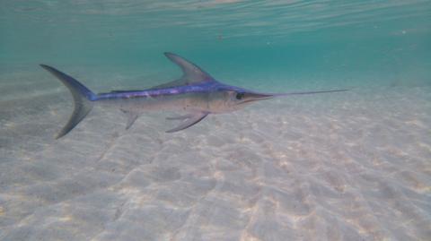 Stock image of a swordfish