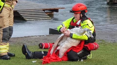 Firefighter sitting on the bank of the pond with the huge swan in her lap. She has a red helmet on with a torch attached.
