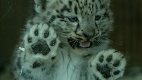 Snow leopard