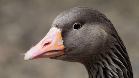 A goose head. It is brown and has a bright orange beak.