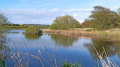 A lake with trees and plants surrounding it. 