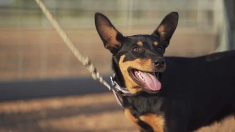 Annie an cù Kelpie