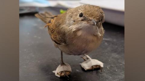 A small bird stood on a vet's table with small pieces of cardboard taped to his feet