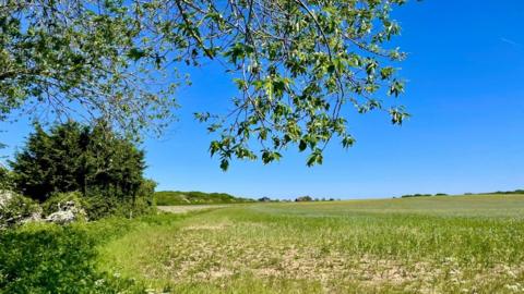A green field with trees and bushes on the left with blue sky above