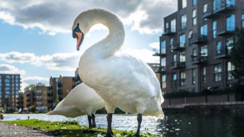 A swan cranes its neck by a city canal