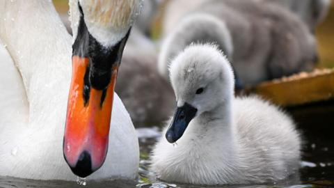 A swan with her cygnet