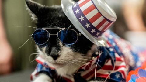 A-cat-with-a-blue-red-and-white-top-hat-and-blue-sunglasses.