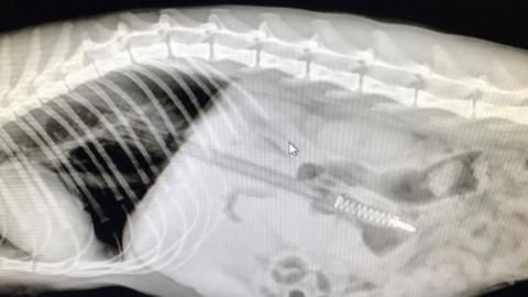 X-ray of pen in cat