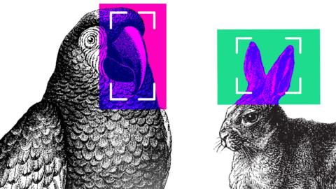 Illustrations of a parrot and a rabbit in black and white, with coloured, computerised squares over their ears and beak