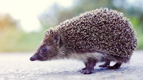 A hedgehog walks along a road.