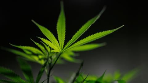 An illuminated cannabis plant with a dark background