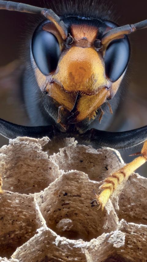 A close up of an Asian hornet.