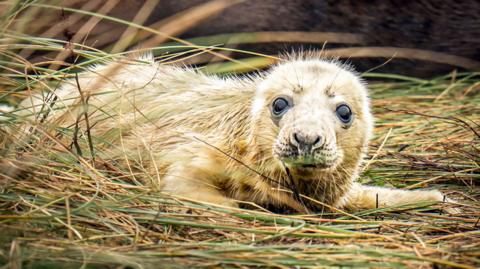 A grey seal pup at Donna Nook National Nature Reserve. It is laid on the grass looking into the camera. 