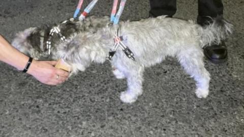 The two small rescue dogs, with one drinking from a cup