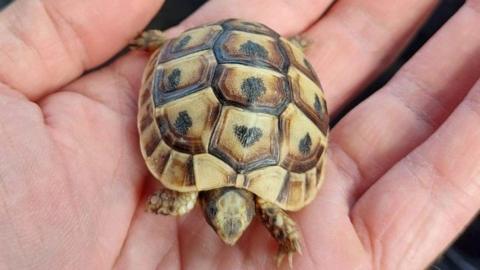 A baby tortoise sat on a person's hand. 